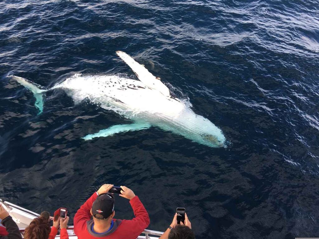 Whale Watching in Cabos